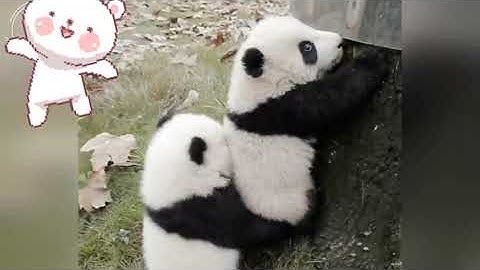 AWW SO CUTE!!! BABY PANDAS Playing With Zookeeper | Funny baby pandas | Baby panda falling