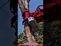 Hydraulic Tree Shear Attachment Cutting 450mm Diameter Trees with Controlled Felling System