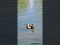 #beautifulduckintheworld #mandarinduck #wildlife #birds #animals #nature #lovenaturesbeauty #02