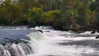 151-Unk (68) Bear Confrontation 2017 09 06