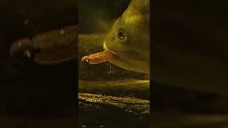 Amazing Underwater Bass Strikes!