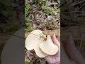 Harvesting Pheasant Back