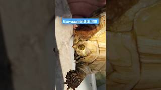 GAWATTTTT..... KASIHAN detik detik keluar BS (blader stone?). #sulcata #kurakuradarat.