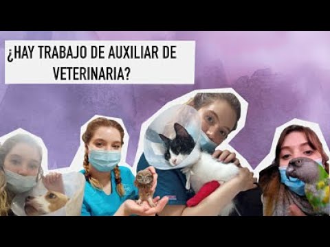 ¿Cómo Buscarías Trabajos Veterinarios?