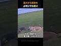 襲いかかる猛犬から子どもを必死に守った犬