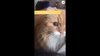 飼い主さんを起こしたいニャンコ。真顔で肉球ペシペシを続ける… たまに表れる感情の変化が可愛くて♡笑 #Shorts