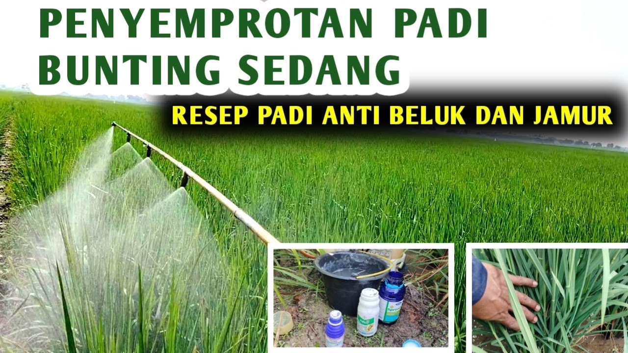 🔴PERAWATAN PADI BUNTING SEDANG‼️OBAT PADI BUNTING