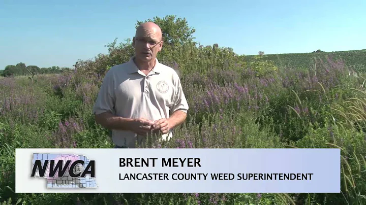 Lancaster County Weed Control Authority: Purple Loosestrife