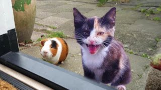 When your cat brings home a surprise friend 🤣