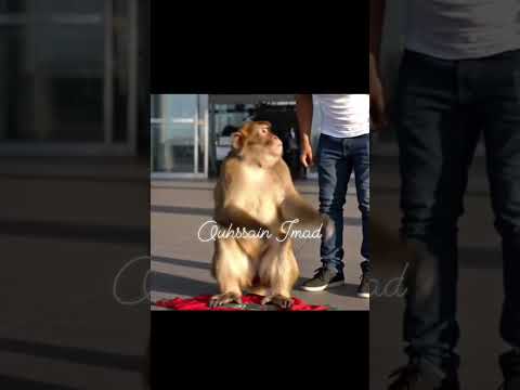 قردوش حصل في الشيلي اكسبلور  اكلتك اكسبلور النظافه دويتو الوكره ضحك