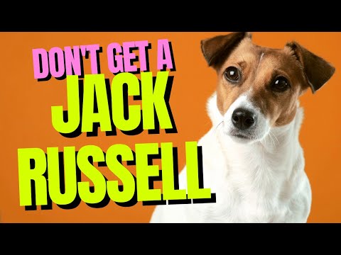 Video: 48 Fælles sundhedsproblemer fundet i Jack Russell Terriers