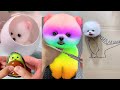 Tik Tok Chó Phốc Sóc Mini 😍 Funny and Cute Pomeranian #432