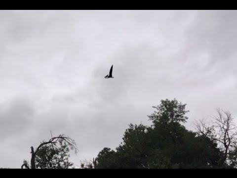 Real Pterosaur spotted over Idaho, USA? 