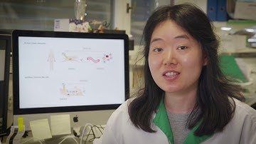 Immune-like cells against infections