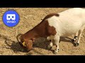 Goats | VR180 3D