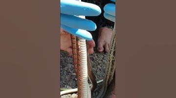 Bắt chuột, rắn, cá vào mùa lúa chín ở miền tây