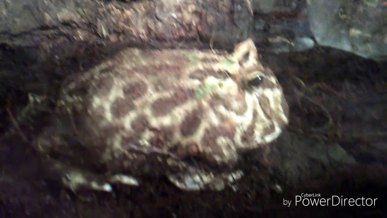 camera iphone 8 plus apk New Pacman Frog