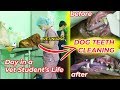 Another surgery day: cleaning dog teeth (day in a vet student life)