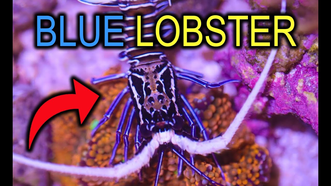 We Added A BLUE Lobster To Our Pico Reef Tank YouTube