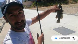 سمكة اللقز الجميلة هامور grouper fish تعلم فنون الصيد البحري fishing in lebanon channel