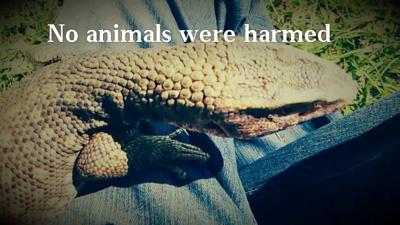 Taking Monitor Lizard Bites YouTube Taking Monitor Lizard Bites YouTube