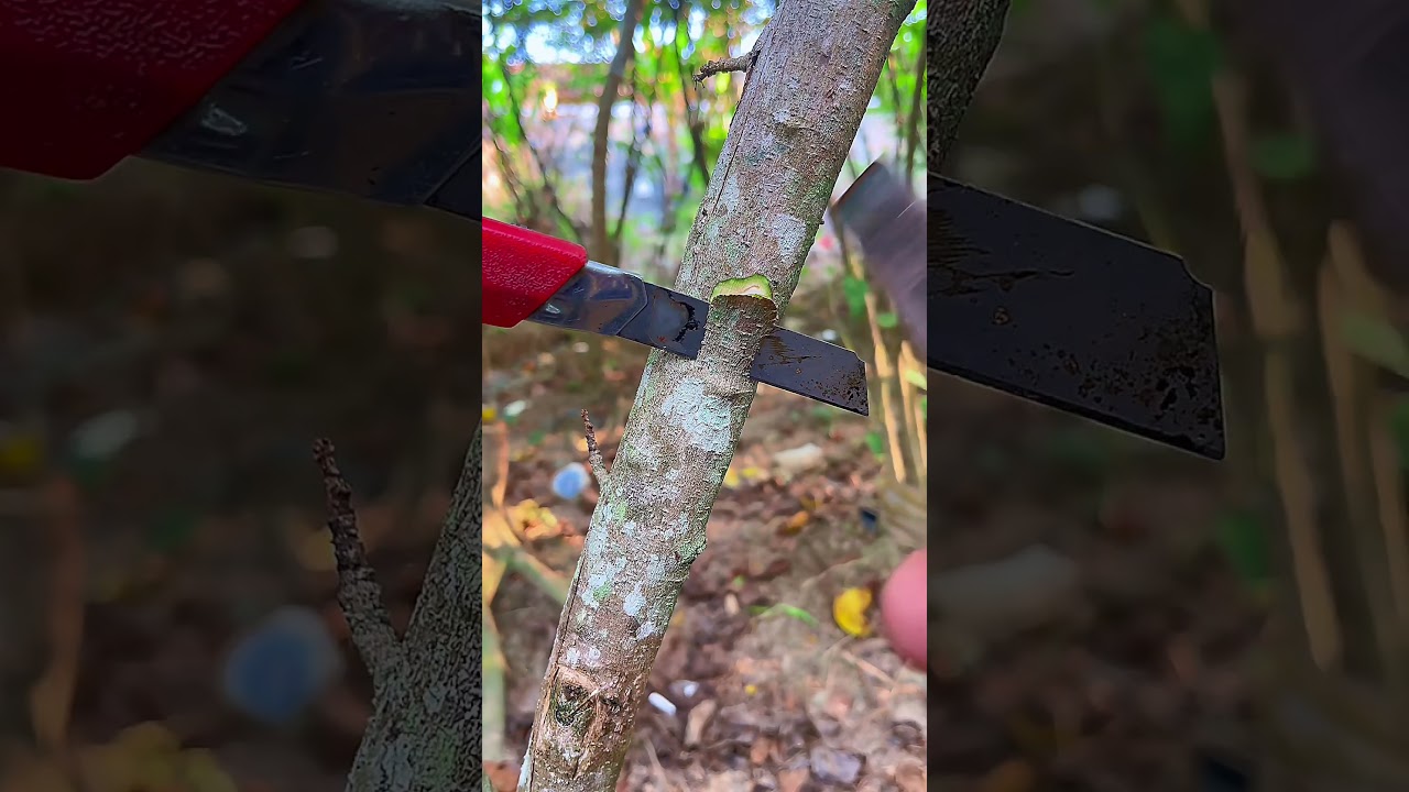 cherry grafting 🍒 #grafting #gardening #plantslover #tips