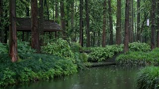 The beautiful forest is raining(147) , sleep, relax, meditate, study, work, ASMR