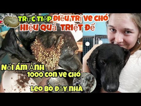 Video: Ve Tai Trong điều Trị Cho Chó