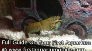 Freshwater Crayfish or Yabbie (Beginners Aquarium Guide)