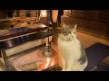 A 170-Year-Old Onsen Ryokan in Japan Where Cats Roam Freely 🐈 | Tajima Honkan ♨️ | Kagoshima