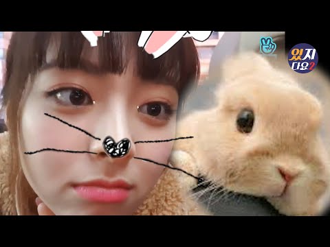 [ITZY]넌 토끼야 인정해라
