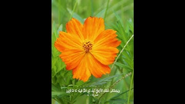أَمَّن يُجِيبُ ٱلۡمُضۡطَرَّ إِذَا دَعَاهُ وَيَكۡشِفُ ٱلسُّوٓءَ #قرآن #كريم #سورة #النمل #quran