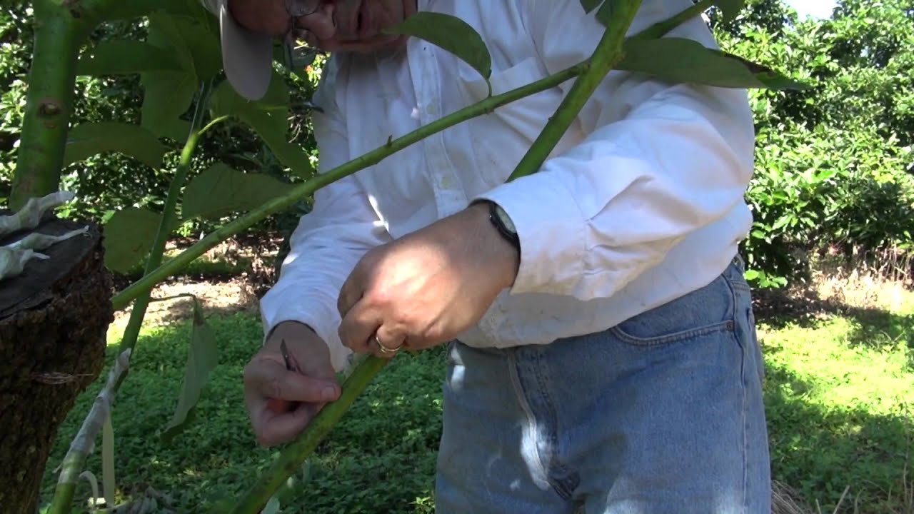 Veneer Grafting - Top working - canopy change - Avocado trees - Injerto de Aguacate