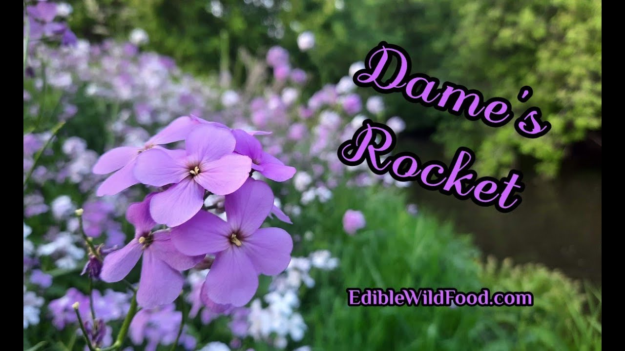 Dames Rocket: Edible and Good for Our Health