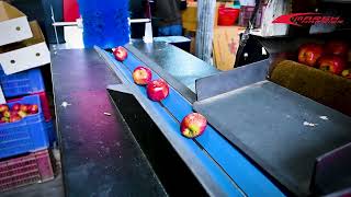 Marsh Harrier Single Lane Apple Grading Machine | A Compact Solution for Apple Growers