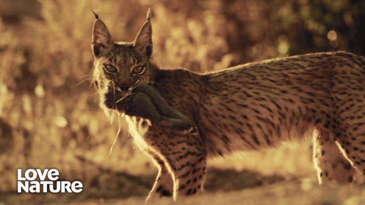 Eurasian Lynx Shows off Stealth in Hunt for European Rabbit | My Wild ...