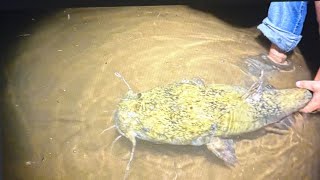 Day trip on the river turned into a solid flathead bite🎣🐟 Subscribe👍🏻