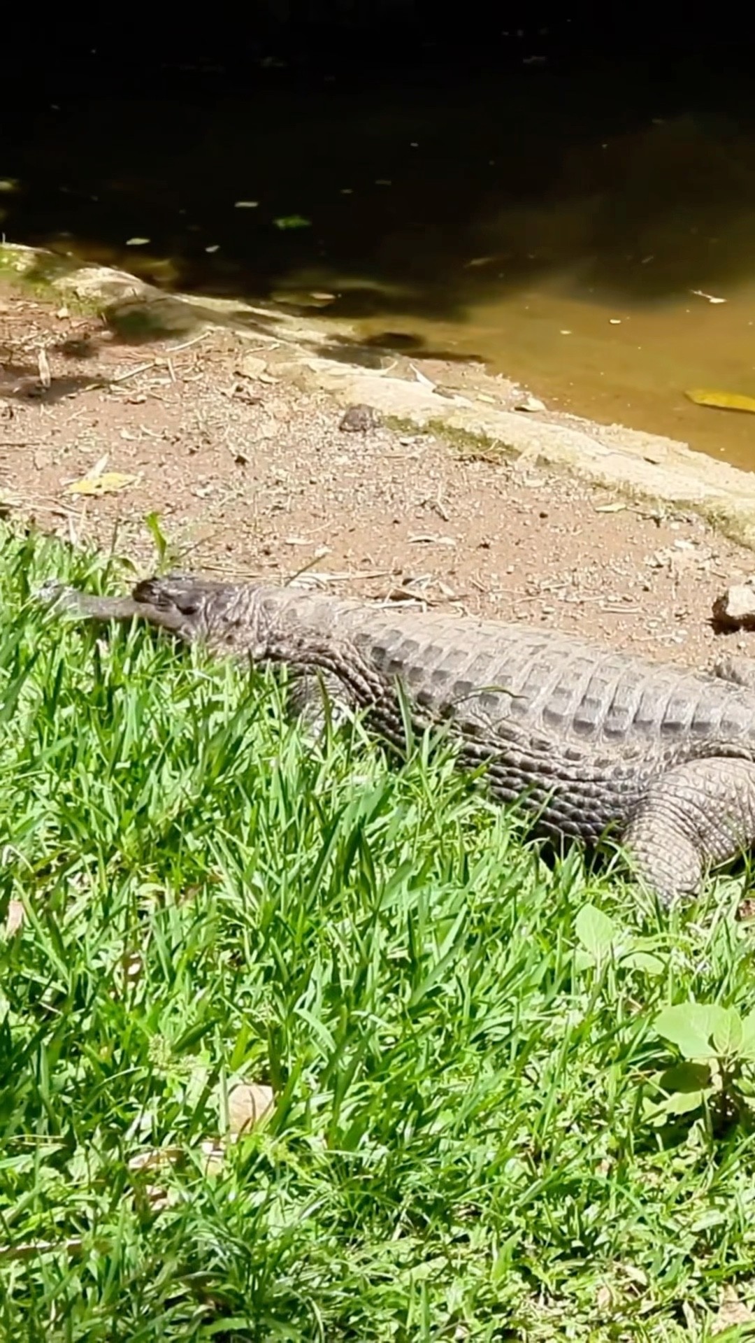 Alligator Flirting With a Turtle