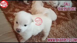 Bpsa004 Indian Spits Pomeranian Puppies Available Top Quality Bhari Pets