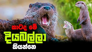 How is the Orts | wildlife sinhala || animal sinhala | national geographic | sri lanka animals