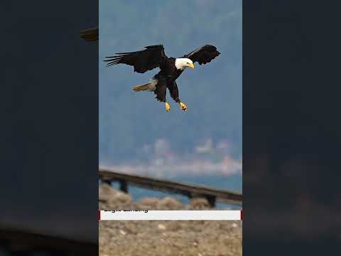 Eagle landing in super slow motion. Must see! Amazing example of aerodynamics in nature.