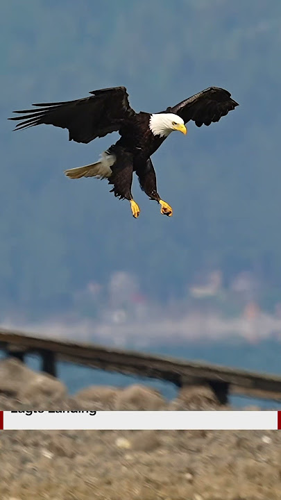 Eagle landing in super slow motion. Must see! Amazing example of aerodynamics in nature.