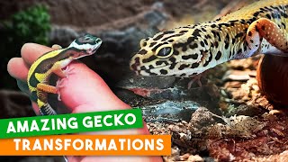 MY GECKO TURNS 16 | Reacting To Your Geckos & Setups!