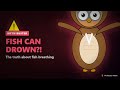 Can Fish Actually Drown? The Science Explained