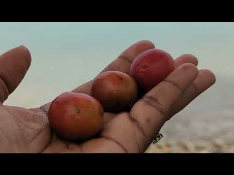 Jamaica Part 5 - Bluefields beach, Borders fish, Jack Sprat, red coat plums and guineps