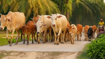 Puluhan Sapi kampung Yang di giring pengembala menuju kandang, Suara Sapi Moo, Kerumunan Sapi Lucu