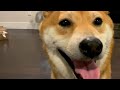 Doggo&#39;s Evening Ritual | Super Shiba