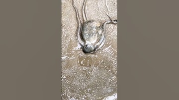 Octopus Crawling into a Hole - Exploring Mangrove Forests!