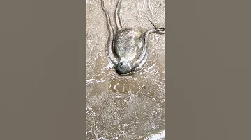 Octopus Crawling Into A Hole Exploring Mangrove Forests 