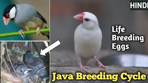 Java sparrow breeding cycle || life cycle ||
